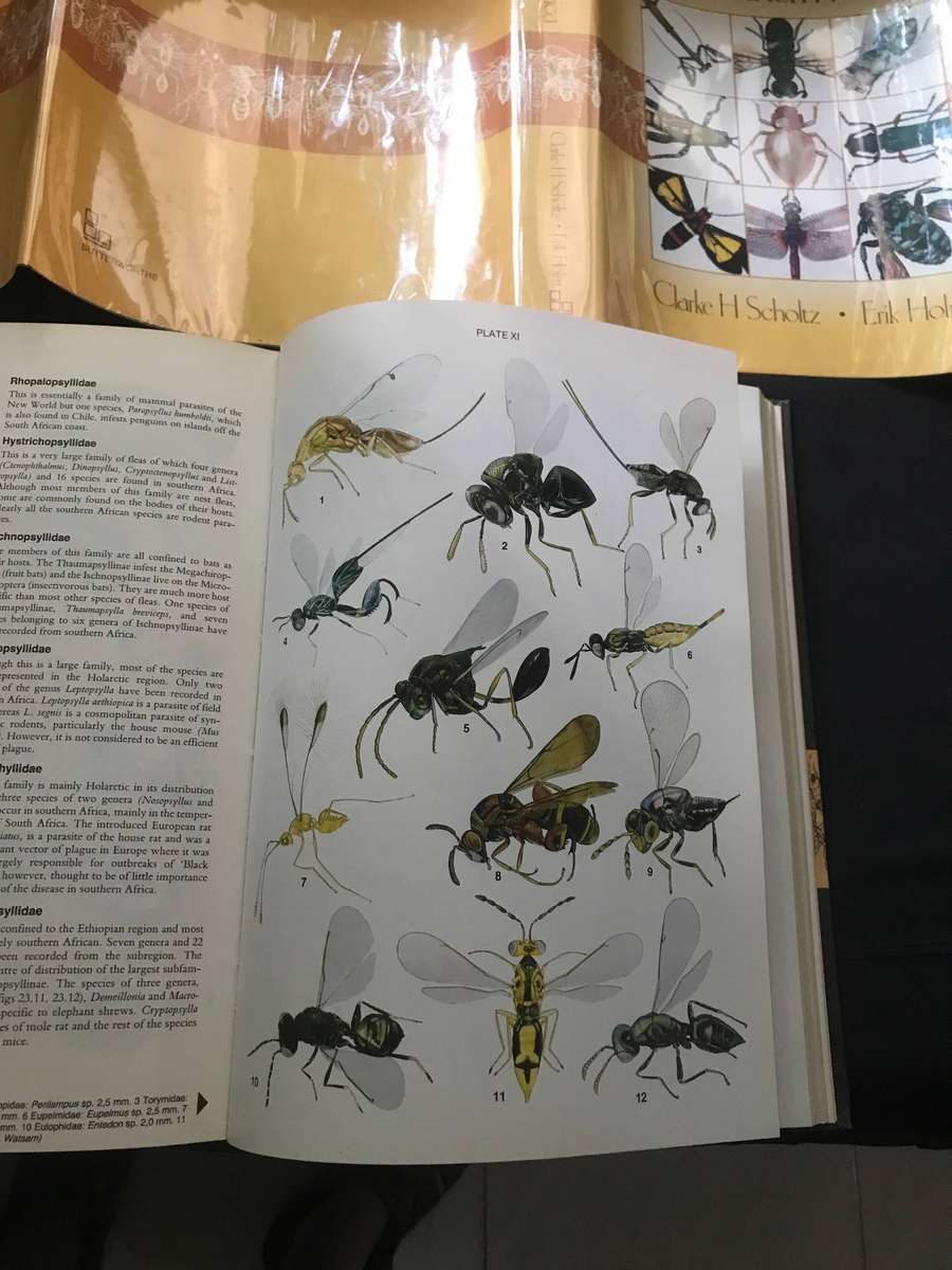 Insect of Southern Africa  Clarke H. Scholtz