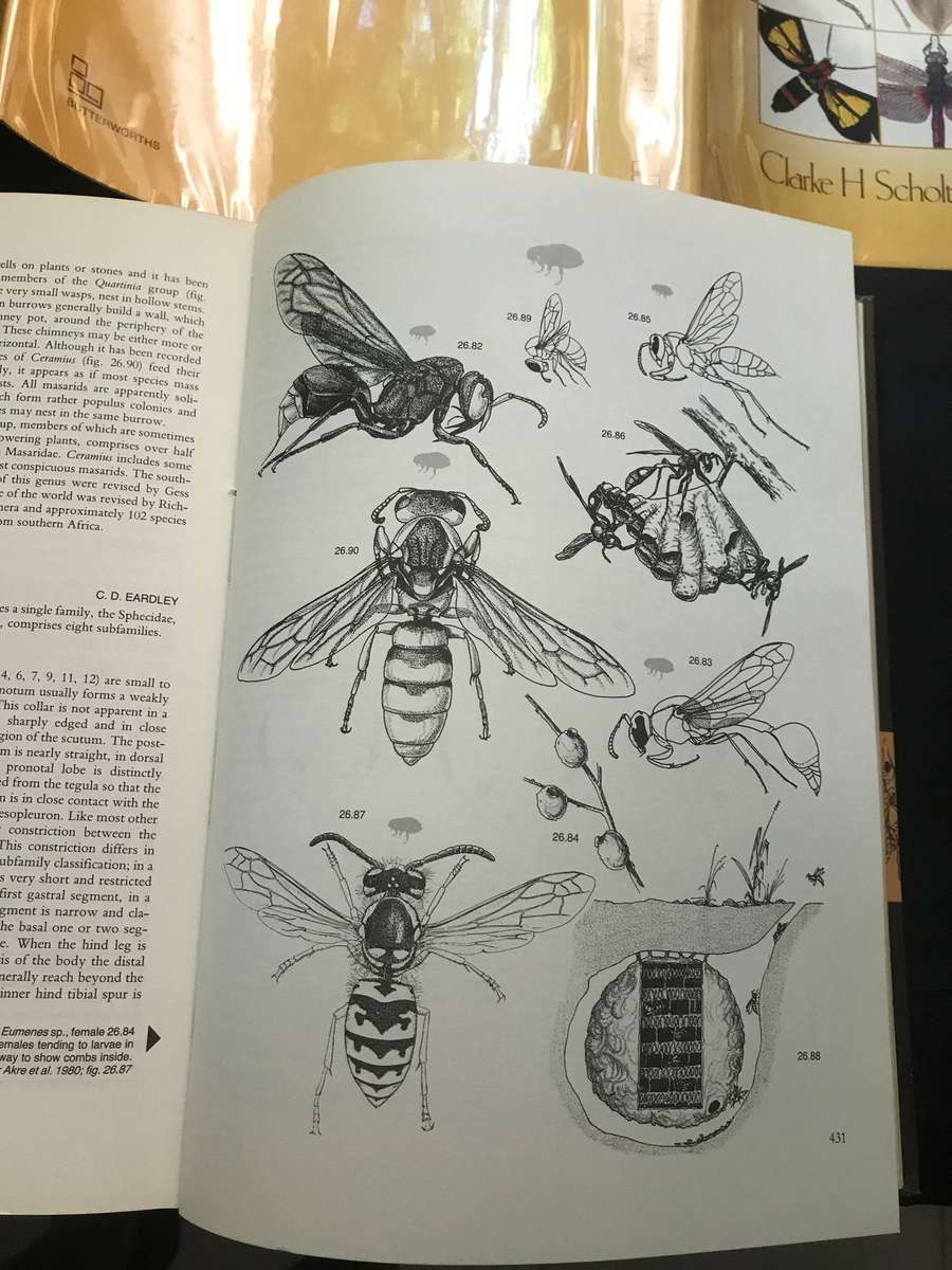 Insect of Southern Africa  Clarke H. Scholtz