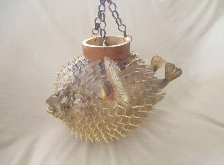 1. Original decor!  Awesome very large vintage REAL Puffer fish/blowfish  (convert to lamp?)