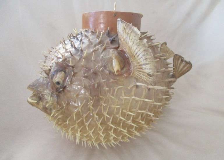 1. Original decor!  Awesome very large vintage REAL Puffer fish/blowfish  (convert to lamp?)