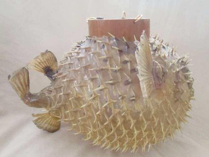 1. Original decor!  Awesome very large vintage REAL Puffer fish/blowfish  (convert to lamp?)