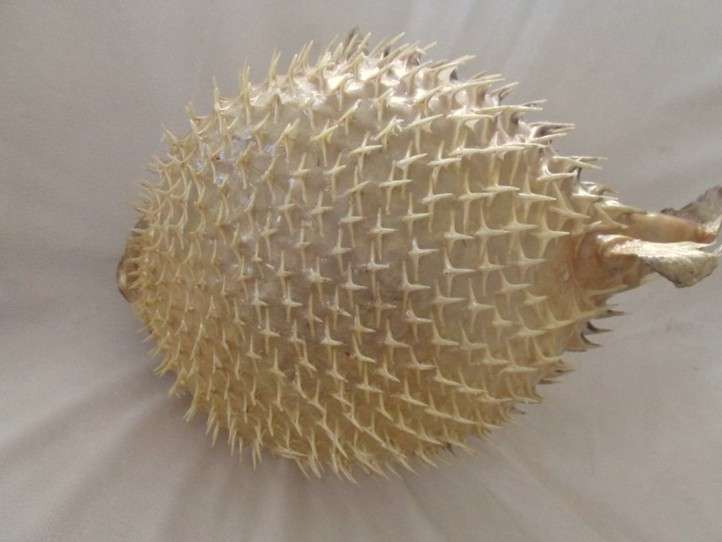 1. Original decor!  Awesome very large vintage REAL Puffer fish/blowfish  (convert to lamp?)