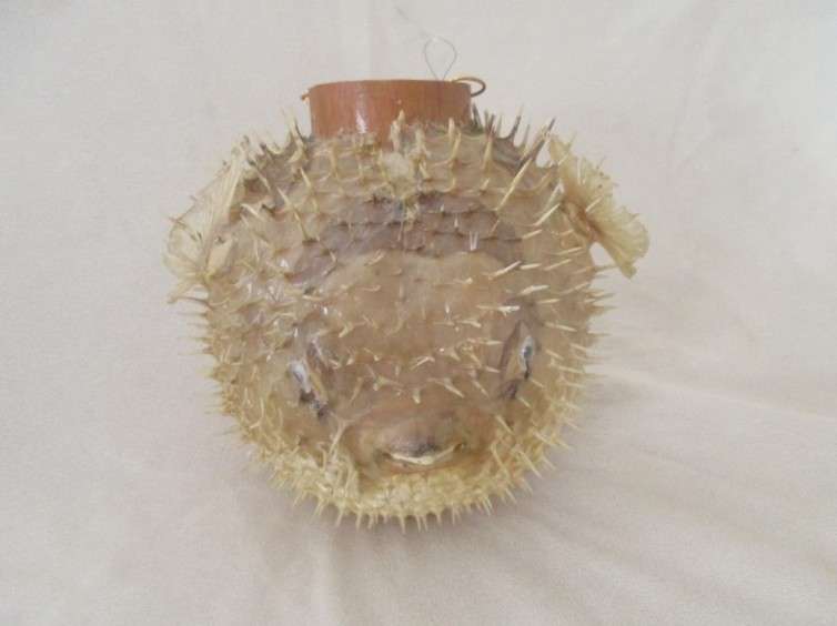 2. Original decor!  Awesome vintage REAL Puffer fish/blowfish to display or convert to lamp
