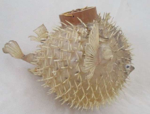 2. Original decor!  Awesome vintage REAL Puffer fish/blowfish to display or convert to lamp