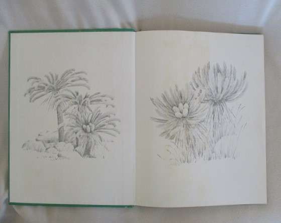 Cycads of South Africa by Cynthia Giddy - 1974 first edition hard cover