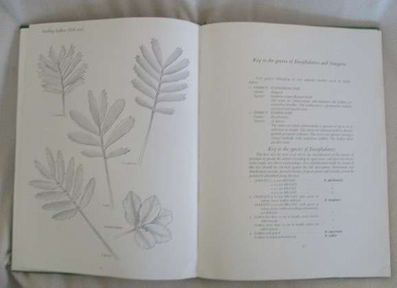 Cycads of South Africa by Cynthia Giddy - 1974 first edition hard cover