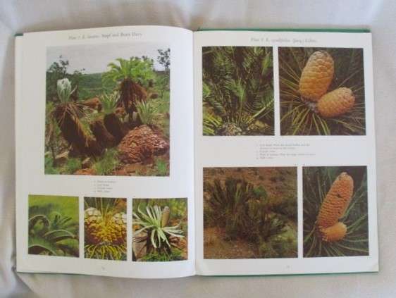 Cycads of South Africa by Cynthia Giddy - 1974 first edition hard cover