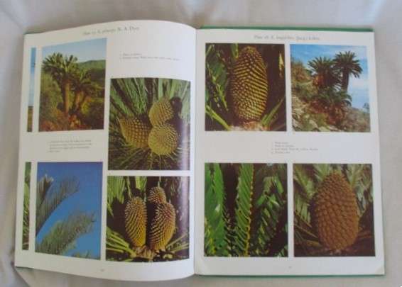 Cycads of South Africa by Cynthia Giddy - 1974 first edition hard cover