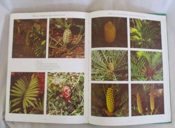 Cycads of South Africa by Cynthia Giddy - 1974 first edition hard cover