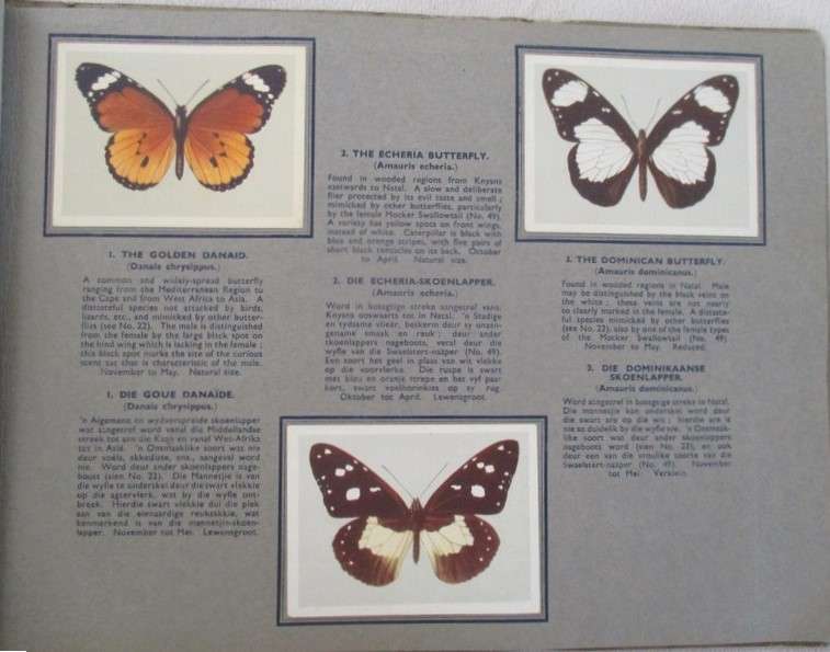 Two vintage 1930's/40's cigarette card albums - complete