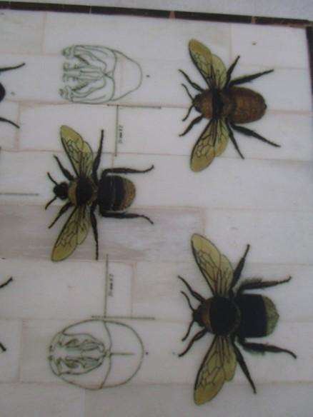 Indonesian hand painted bee box with bone and coconut husk "mosaic" tiles - unique!!