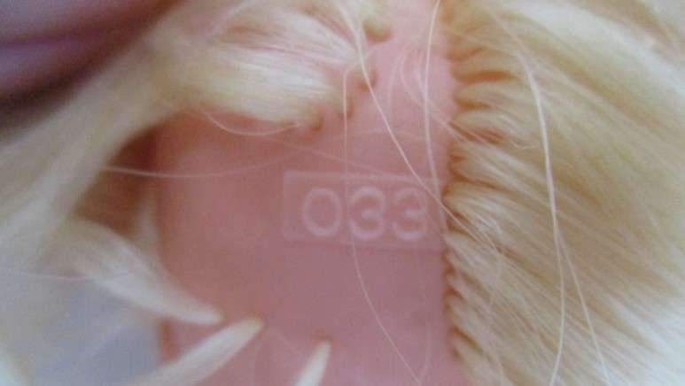 A vintage and unusual 1960's Sindy doll with numbers under hair