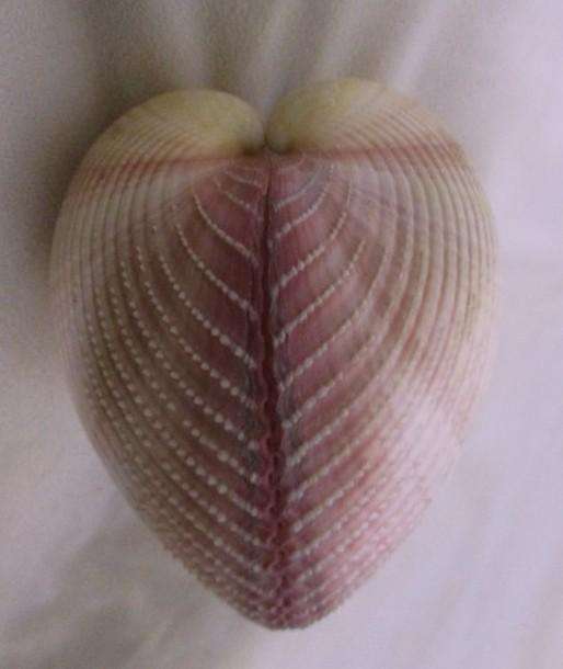 Art from Nature - Atlantic Giant Heart Cockle/Clam shell from the Caribbean (Dinocardium Robustum)