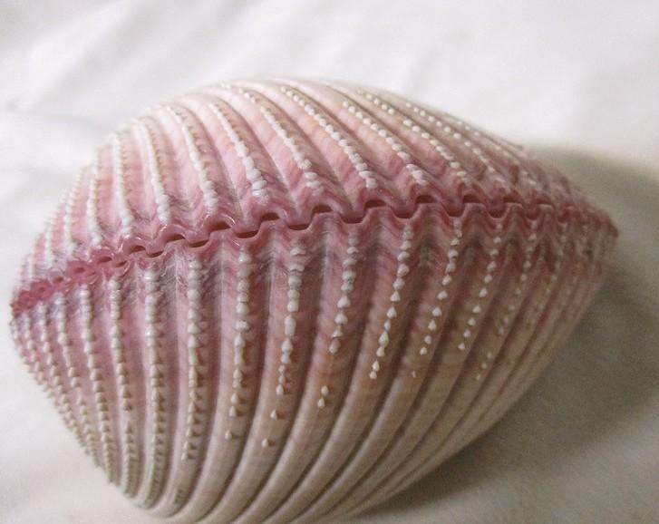 Art from Nature - Atlantic Giant Heart Cockle/Clam shell from the Caribbean (Dinocardium Robustum)