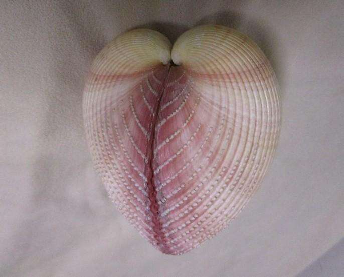 Art from Nature - Atlantic Giant Heart Cockle/Clam shell from the Caribbean (Dinocardium Robustum)