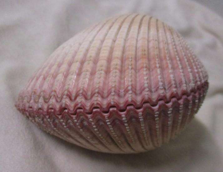 Art from Nature - Atlantic Giant Heart Cockle/Clam shell from the Caribbean (Dinocardium Robustum)