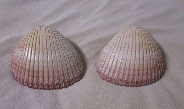 Art from Nature - Atlantic Giant Heart Cockle/Clam shell from the Caribbean (Dinocardium Robustum)