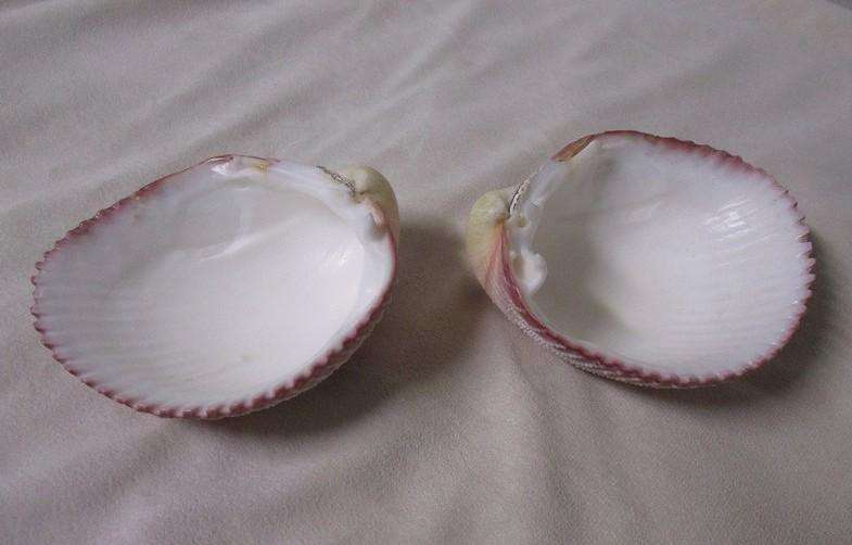 Art from Nature - Atlantic Giant Heart Cockle/Clam shell from the Caribbean (Dinocardium Robustum)