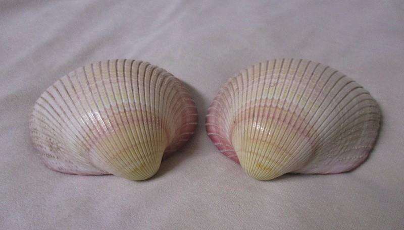 Art from Nature - Atlantic Giant Heart Cockle/Clam shell from the Caribbean (Dinocardium Robustum)