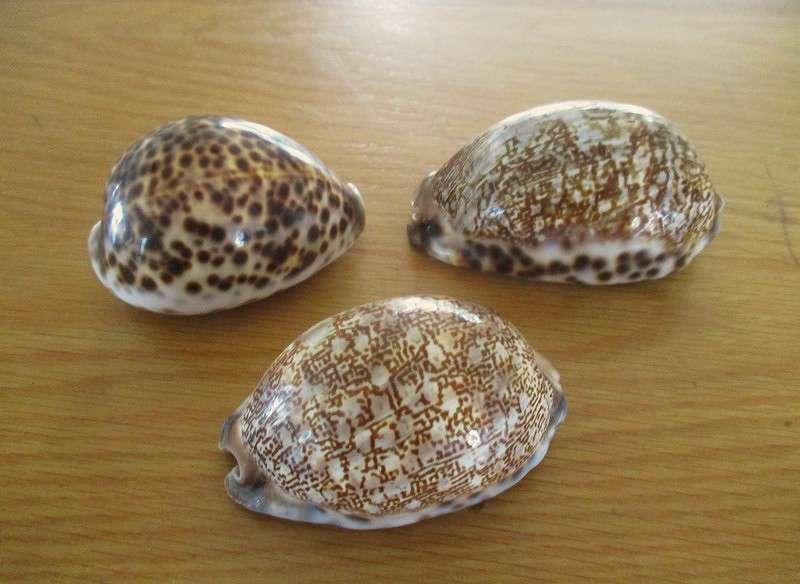From Neptune's garden - nineteen cowrie shells (three large tiger cowries and sixteen smaller ones)