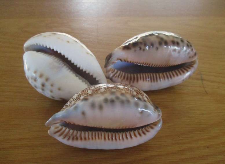 From Neptune's garden - nineteen cowrie shells (three large tiger cowries and sixteen smaller ones)