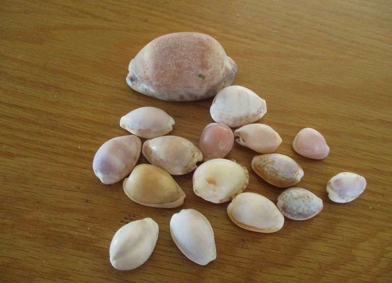 From Neptune's garden - nineteen cowrie shells (three large tiger cowries and sixteen smaller ones)