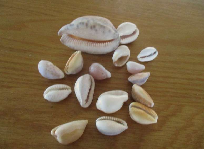 From Neptune's garden - nineteen cowrie shells (three large tiger cowries and sixteen smaller ones)