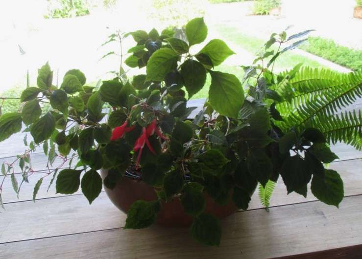 Absolutely HUGE shabby chic hanging multi-plant copper container for garden or patio