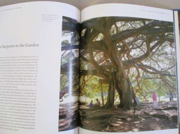 Remarkable Trees of the World by Thomas Pakenham