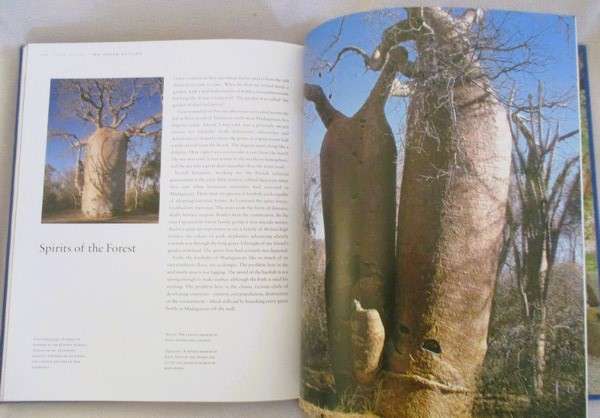 Remarkable Trees of the World by Thomas Pakenham
