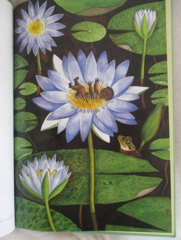 Antjie Krog and Fiona Moodie - Fynbos Fairies