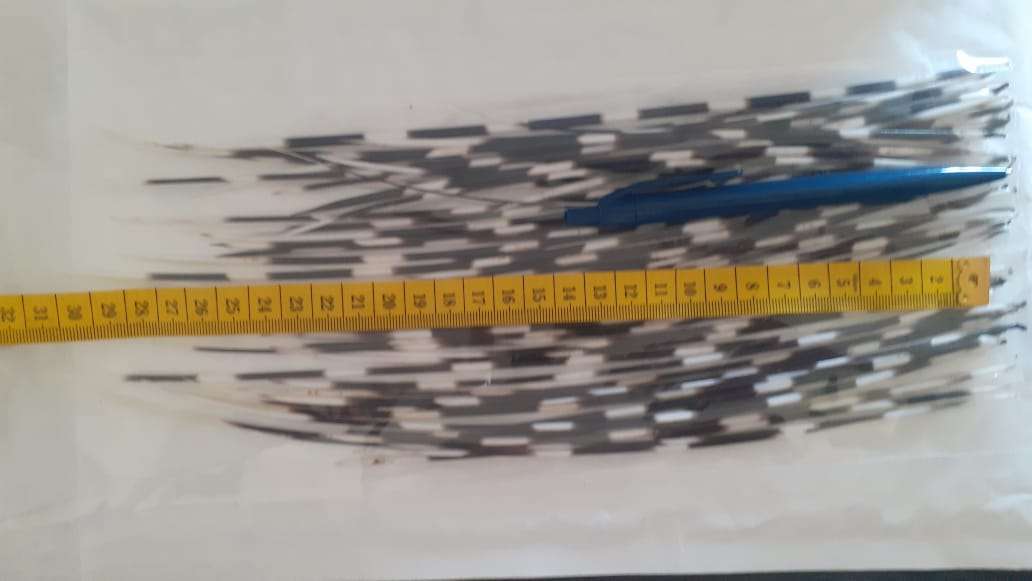 Authentic Porcupine Quills -  Approx. 20-25cm size for making jewelry or other crafts. 10pcs