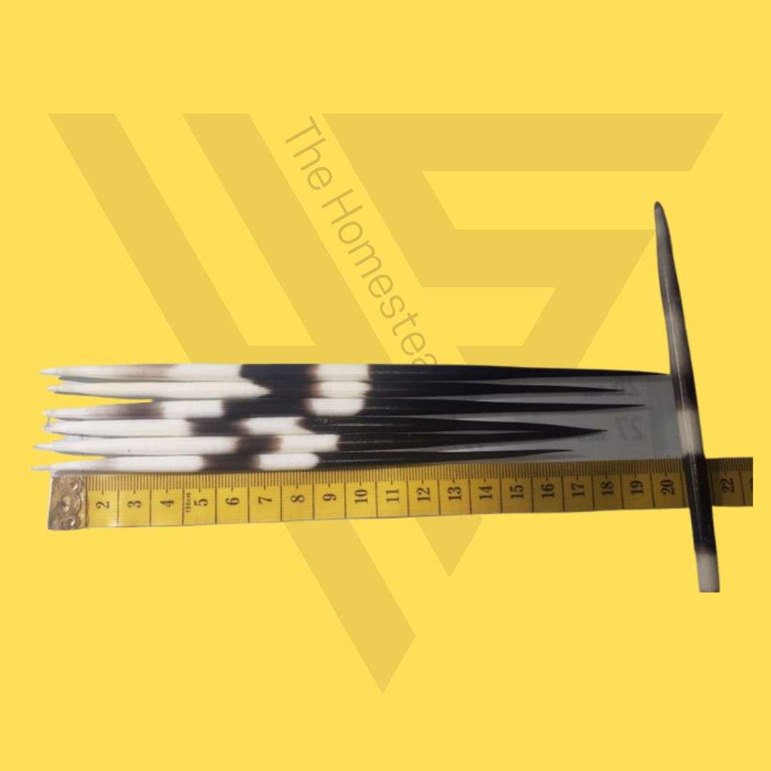 Authentic Porcupine Quills - 15to 20cm length for making jewelry or other crafts