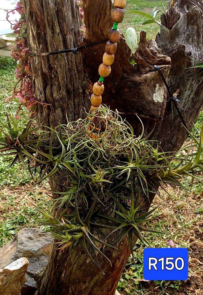 Airplants Patio Garden Decor