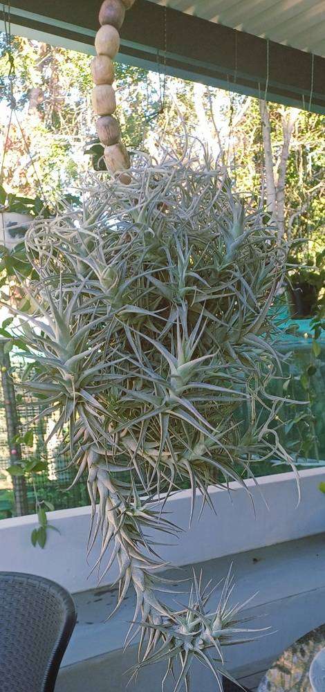 Airplants Patio Garden Decor