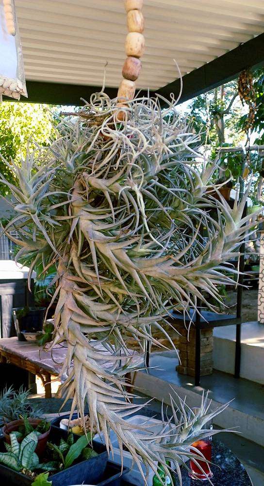 Airplants Patio Garden Decor