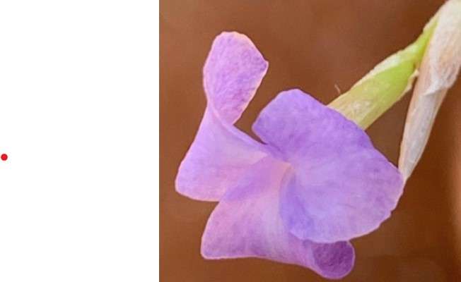 Airplants Patio Garden Decor