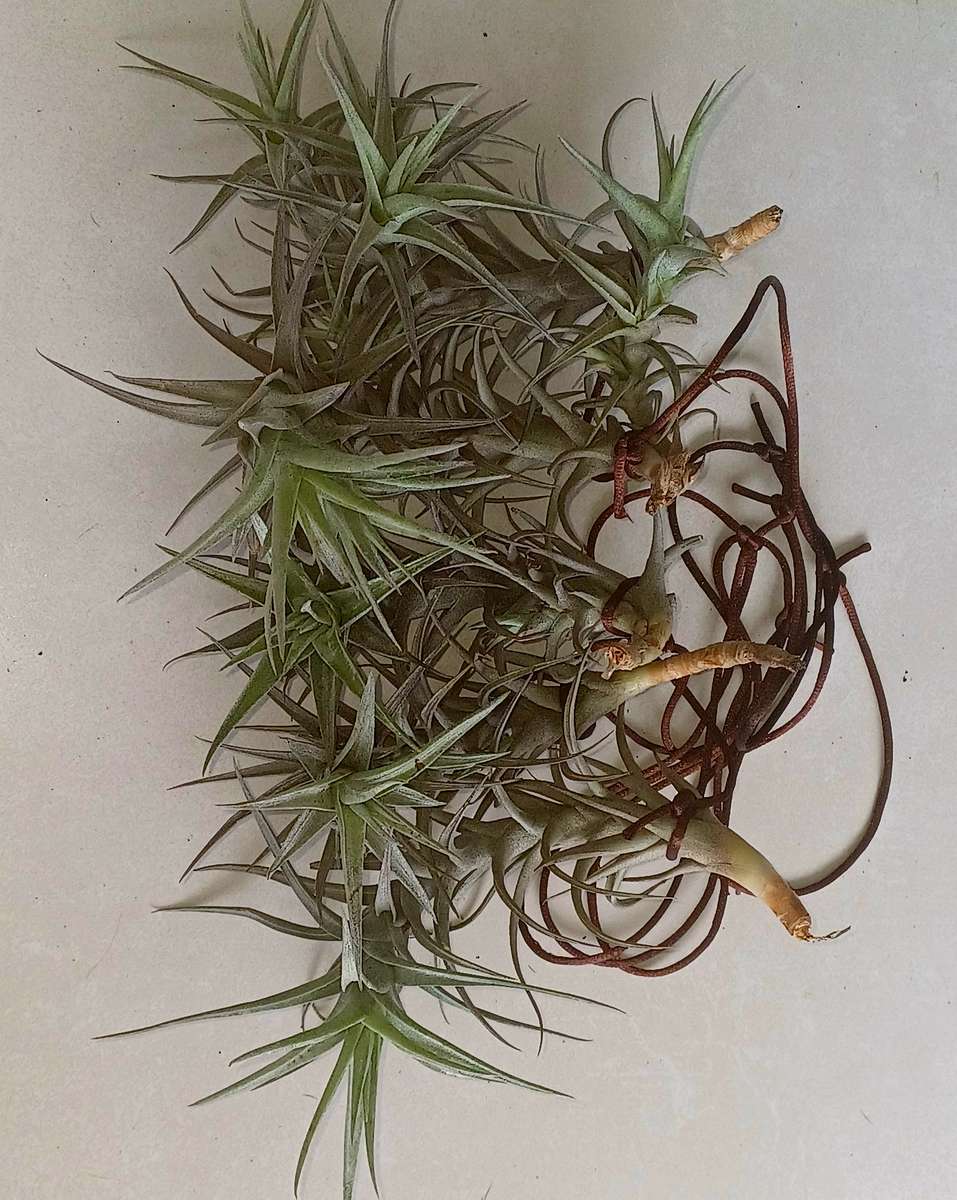 Airplants Patio Garden Decor