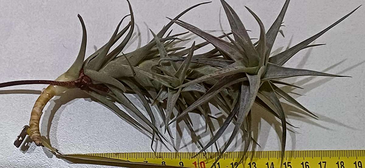 AirPlants Tillandsia