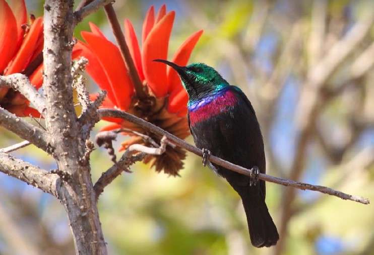 Modjadji Camp 7 Nights Accommodation Mabula Game Lodge