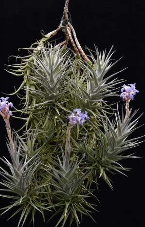 Airplants Patio Garden Decor