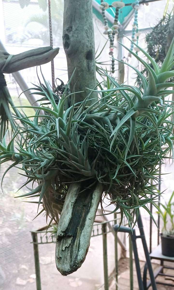 Airplants Patio Garden Decor