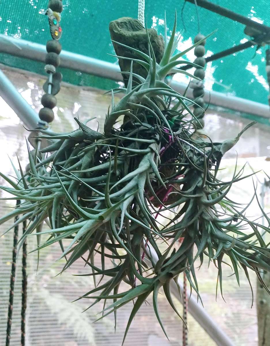 Airplants Patio Garden Decor