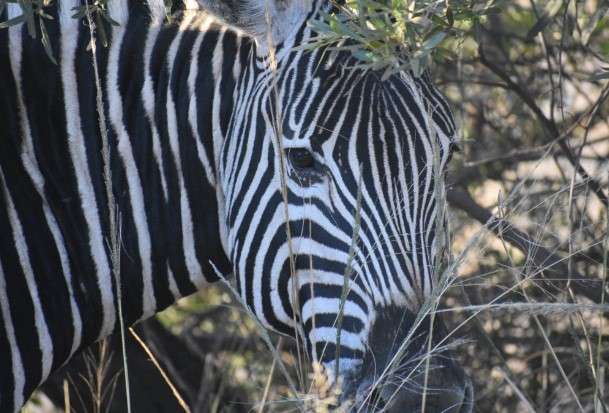 Modjadji Camp 7 Nights Accommodation Mabula Game Lodge