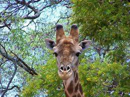 Modjadji Camp 7 Nights Accommodation Mabula Game Lodge