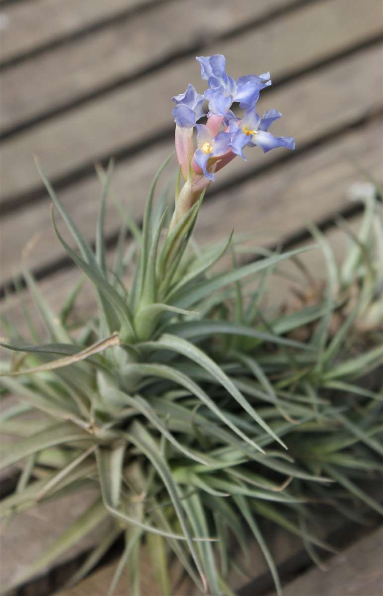 Airplants Patio Garden Decor