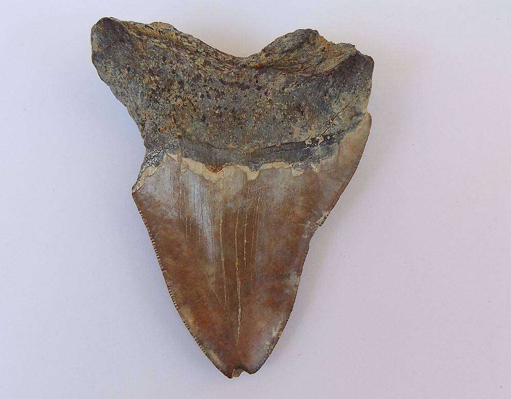 An ancient unusually large genuine Megalodon tooth