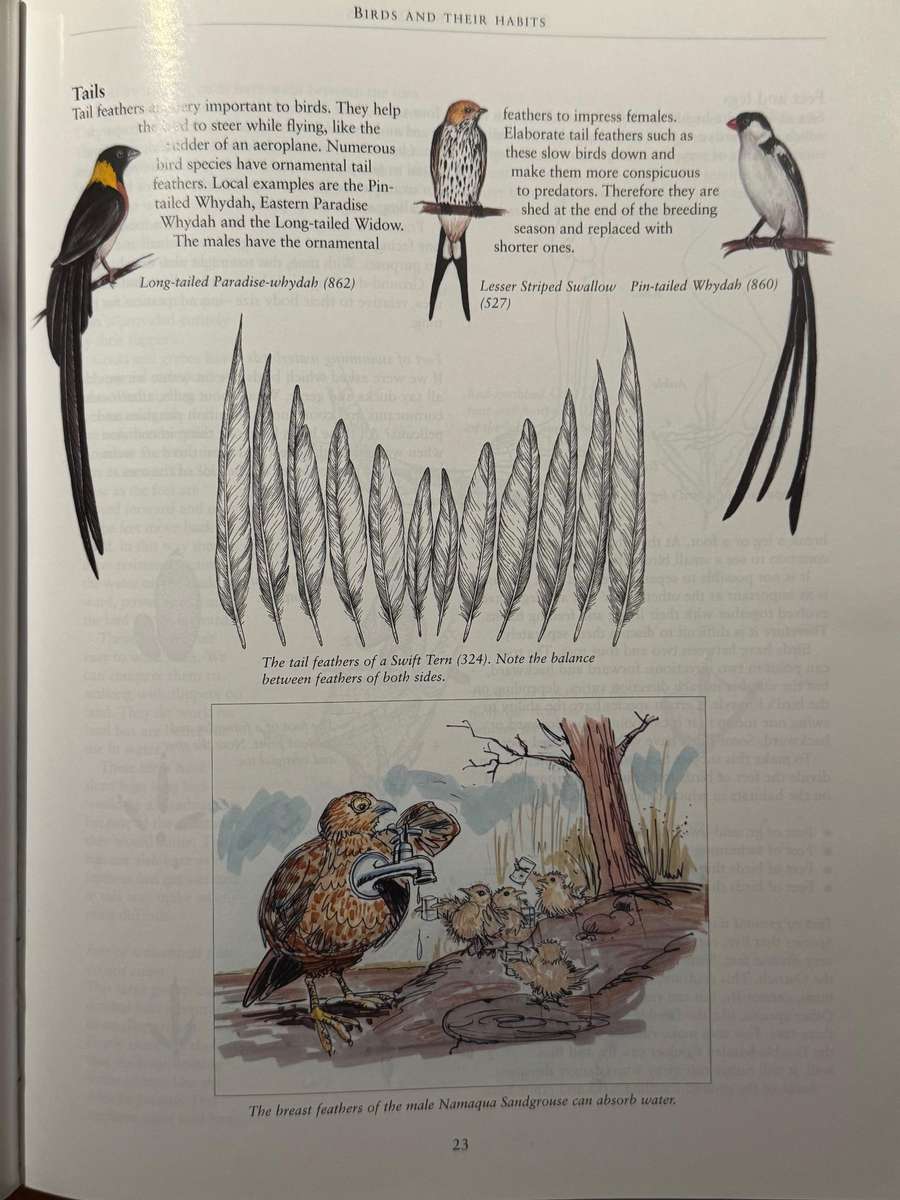 Birds for Beginners in Southern Africa