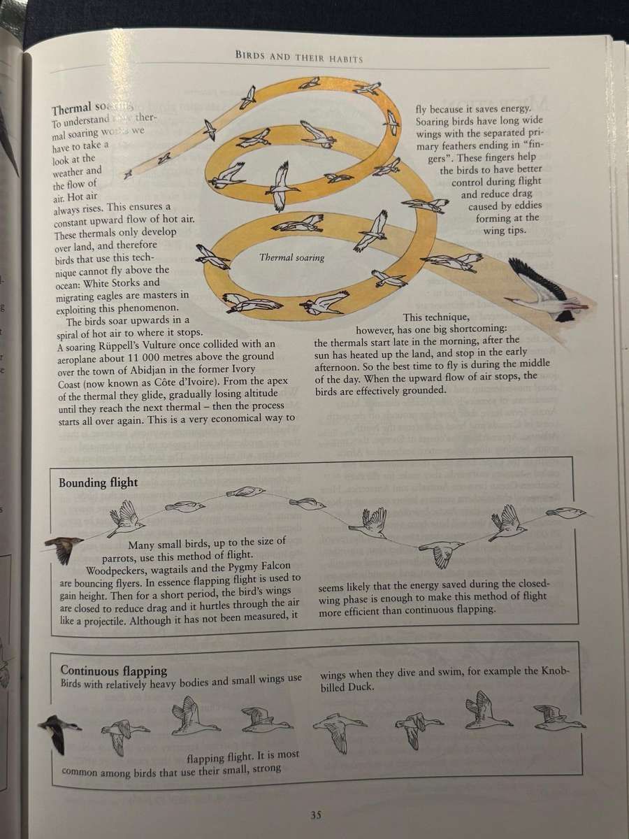 Birds for Beginners in Southern Africa