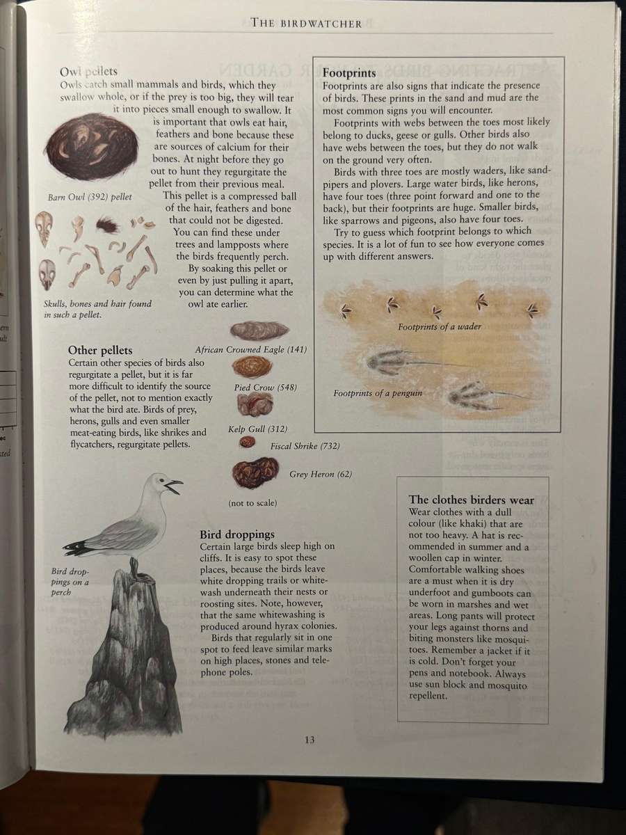 Birds for Beginners in Southern Africa